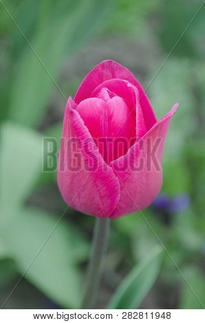 Beautiful Pink Tulip Triumph Barcelona. Tulips Flower Beautiful Background