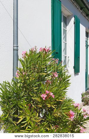 Ile de Re - Oleander and white house with green shutters