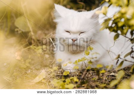 Persian Cat Lays In Flowers And Enjoys In The Shade