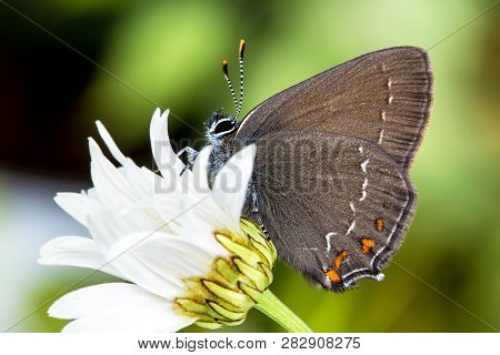 Ilex Hairstreak (satyrium Ilicis). Beautiful Daytime Butterfly