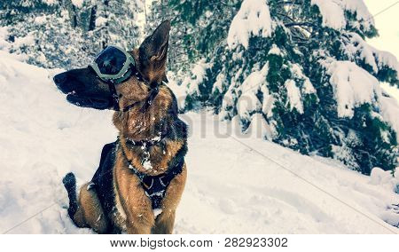Awesome German Shepherd Dog Wearing Snow Goggles In A Snow Covered Forest.