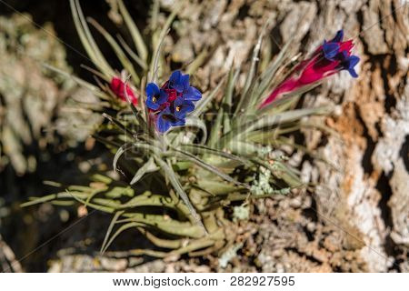 Colorful South American air carnation (Tillandsia Aeranthos) hanging from the bark of tree in a Pampa forest of Argentina. Close up detail of the pink and violet flower. (Gen. Tillandsia, fam. Bromeliaceae). Natural background.