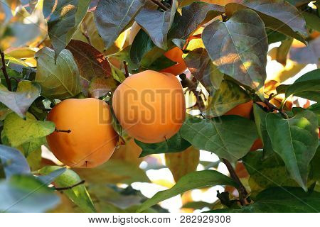 Persimmon tree with Ripe orange fruits in the autumn garden. Kaki plum tree, Japanese persimmon, Dio