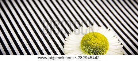 Congratulation Abstract Gift Card On Black And White Diagonal Lines Textured Background With One Flo