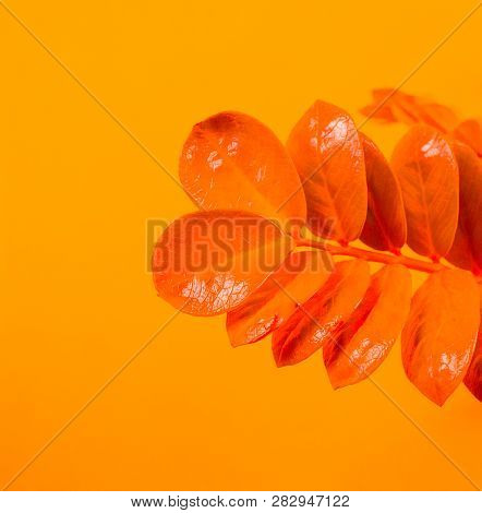 Zamioculcas Home Flower Of Yellow Color. Orange Background.