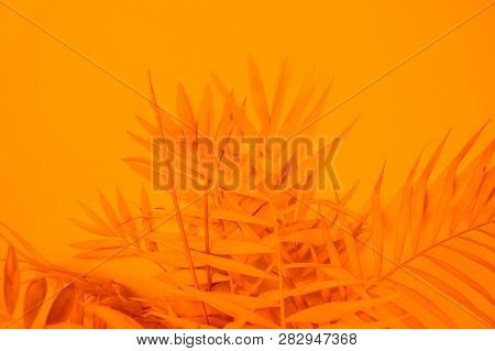 Palm Home Flower Of Yellow Color. Orange Background
