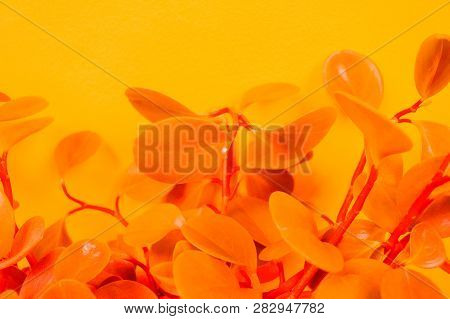 Peperomia Home Flower Of Yellow Color. Orange Background.