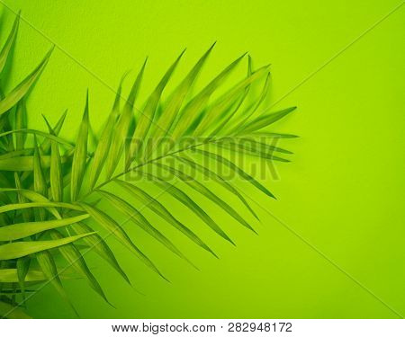 Palm Home Flower Of Green Color. Light Green Background.