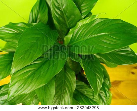 Spathiphyllum Home Flower Of Green Color. Lime Background.