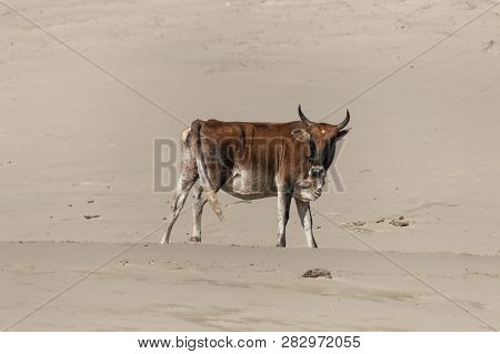 A African Fish Eagle Swopping Down With Its Tallens Out Picking Up A Fish It Caught In The River