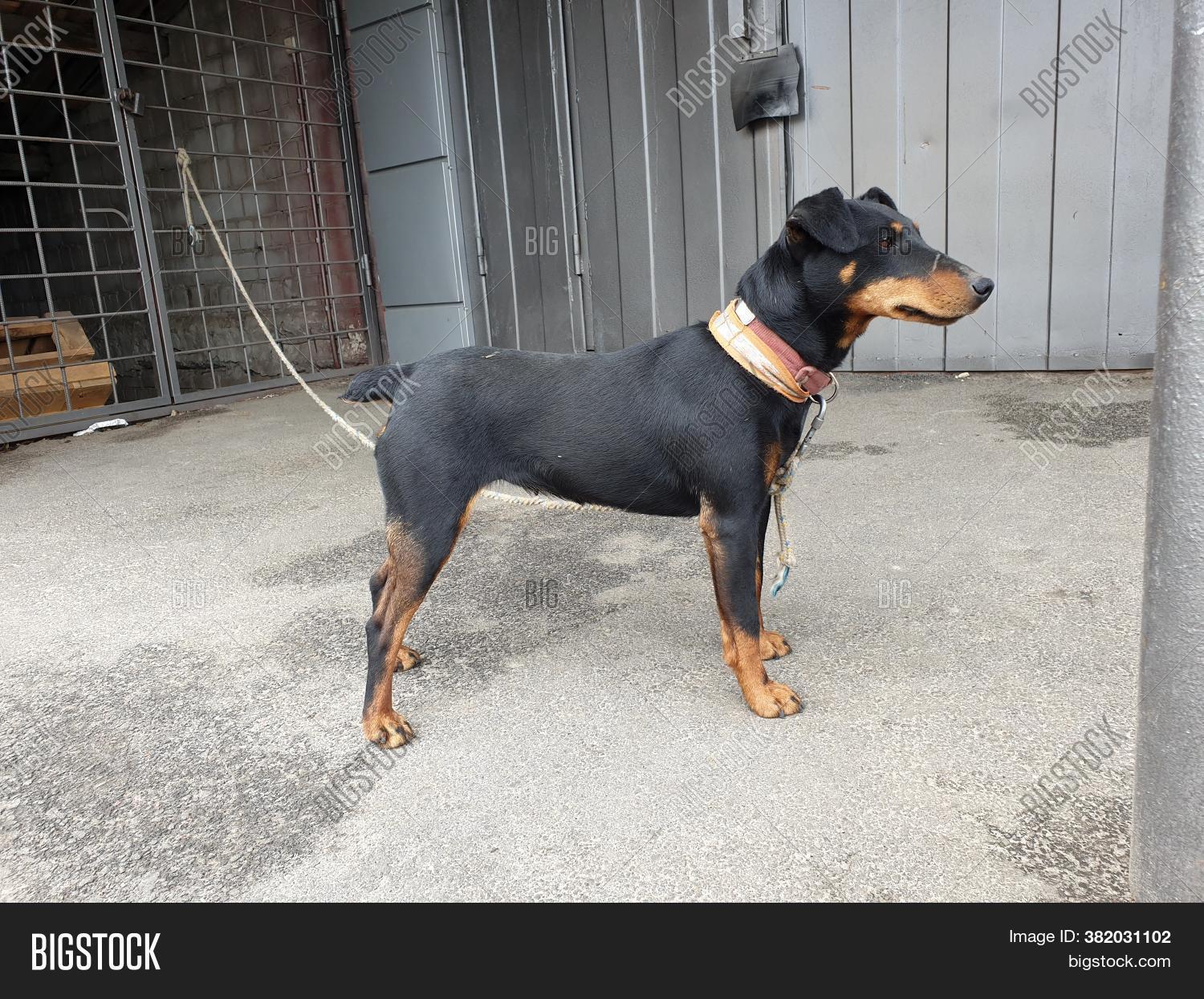 Young Dog Tied Rope Image & Photo (Free Trial) Bigstock