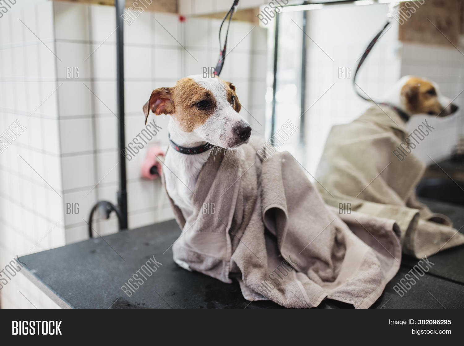 Grooming Dogs Small Image & Photo (Free Trial) Bigstock