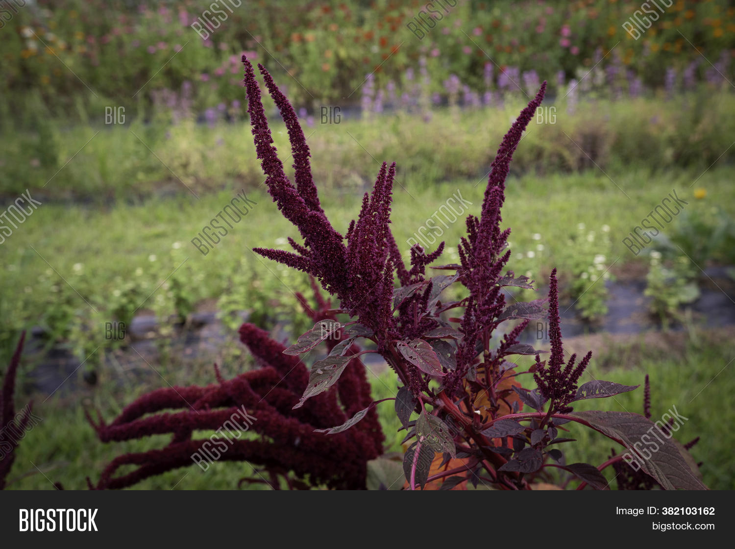 Red Amaranth Green Image & Photo (Free Trial) Bigstock