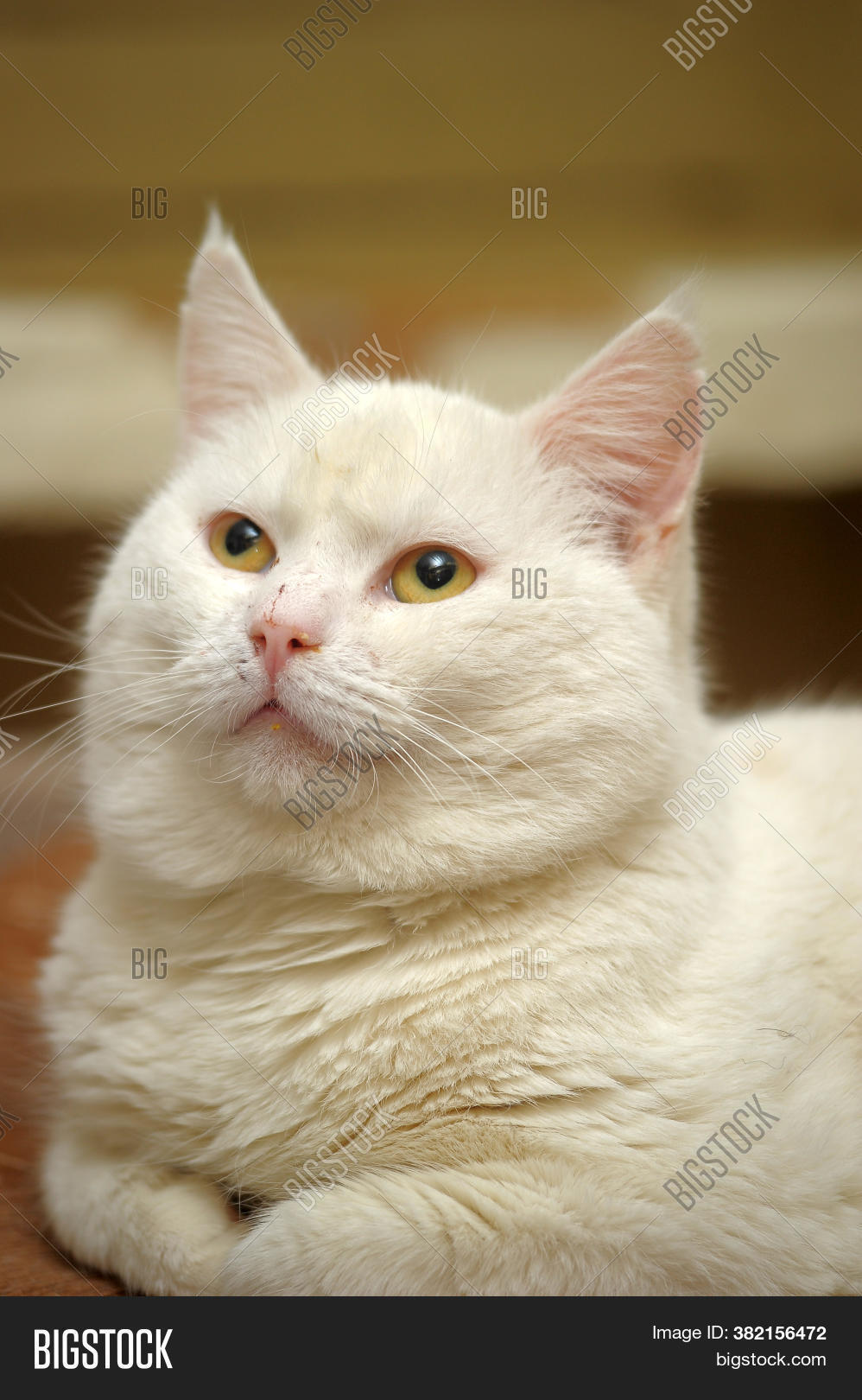 Plump Snowwhite Image & Photo (Free Trial) Bigstock