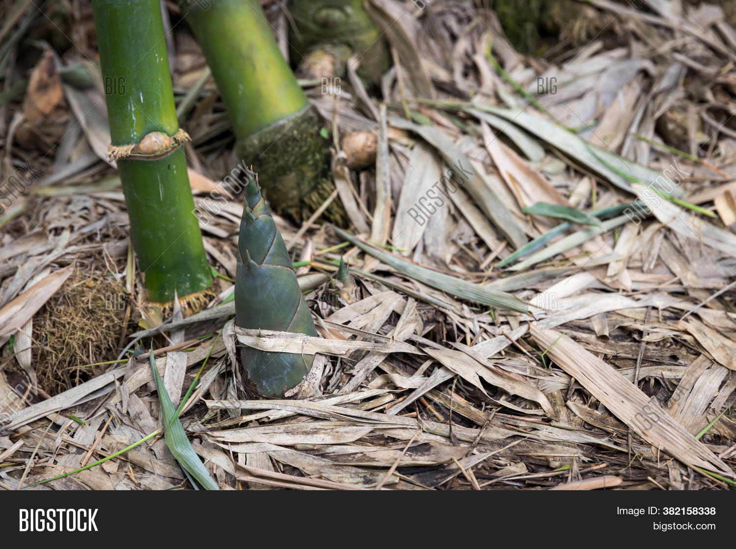 Shoot Bamboo Rain Image & Photo (Free Trial) Bigstock