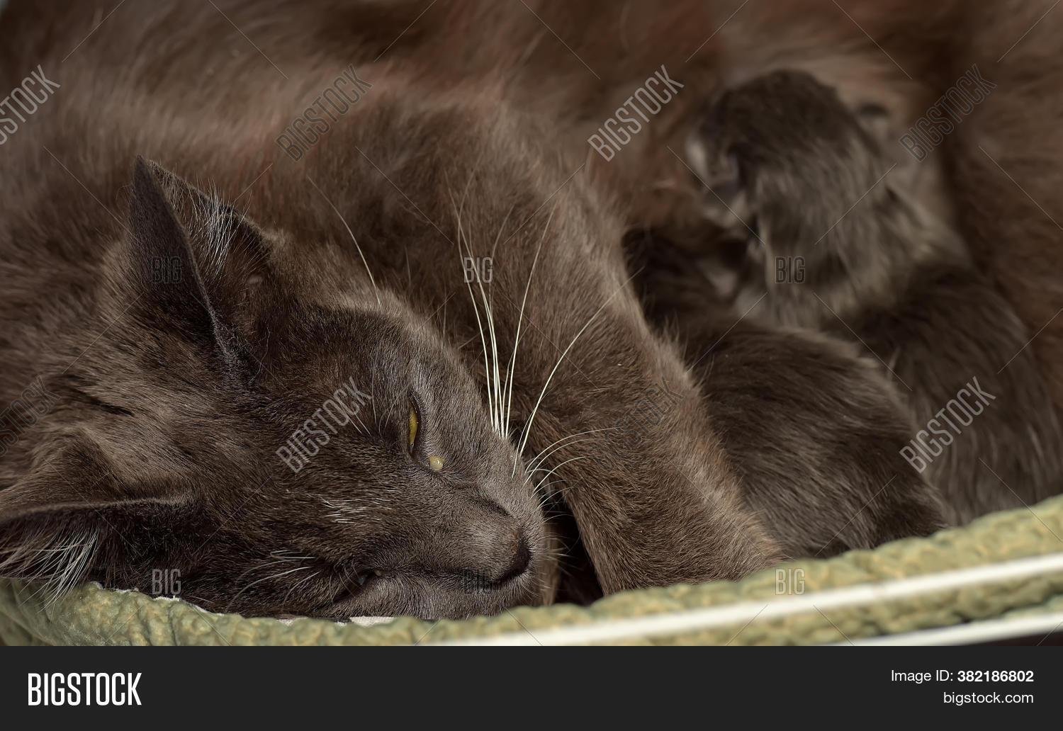 Gray Lactating Cat Image & Photo (Free Trial) Bigstock