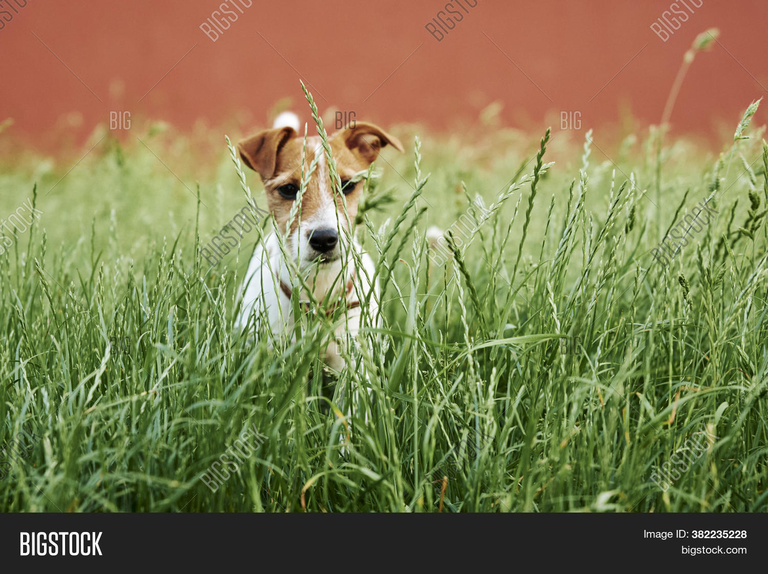 Dog On Grass Summer Image & Photo (Free Trial) Bigstock