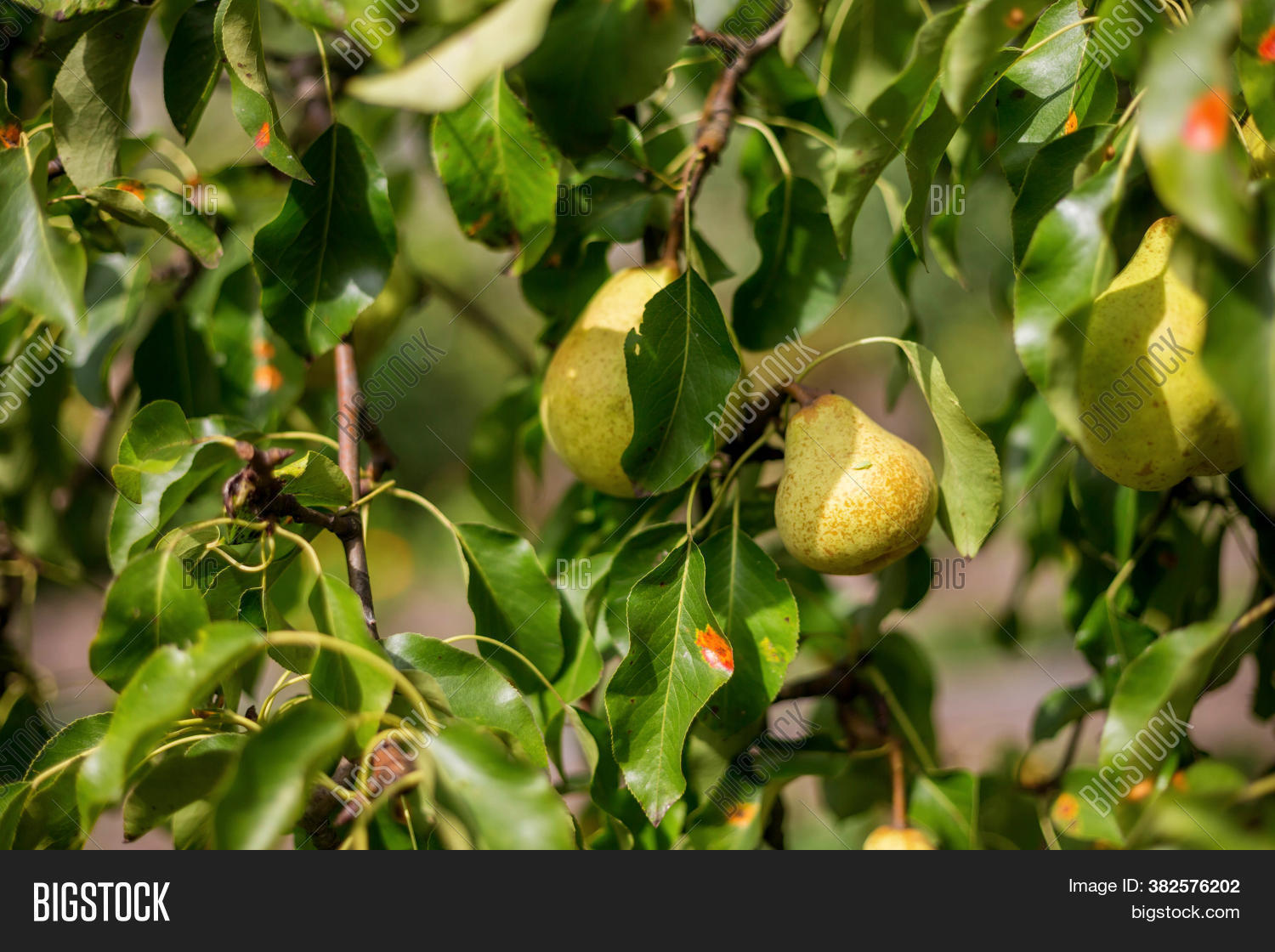 Ripe Pears On Tree Image & Photo (Free Trial) Bigstock