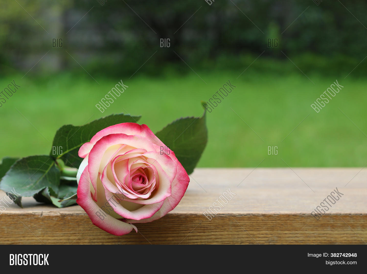 White Rose Lies On Image & Photo (Free Trial) | Bigstock