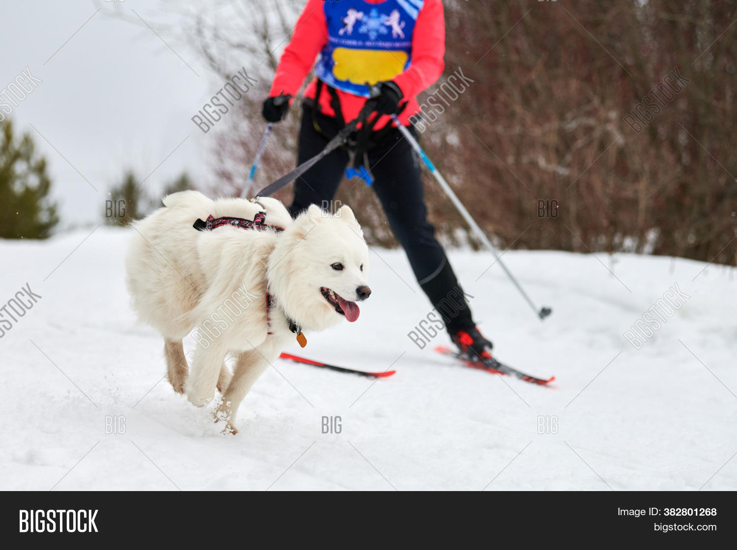 Skijoring Dog Racing. Image & Photo (Free Trial) Bigstock