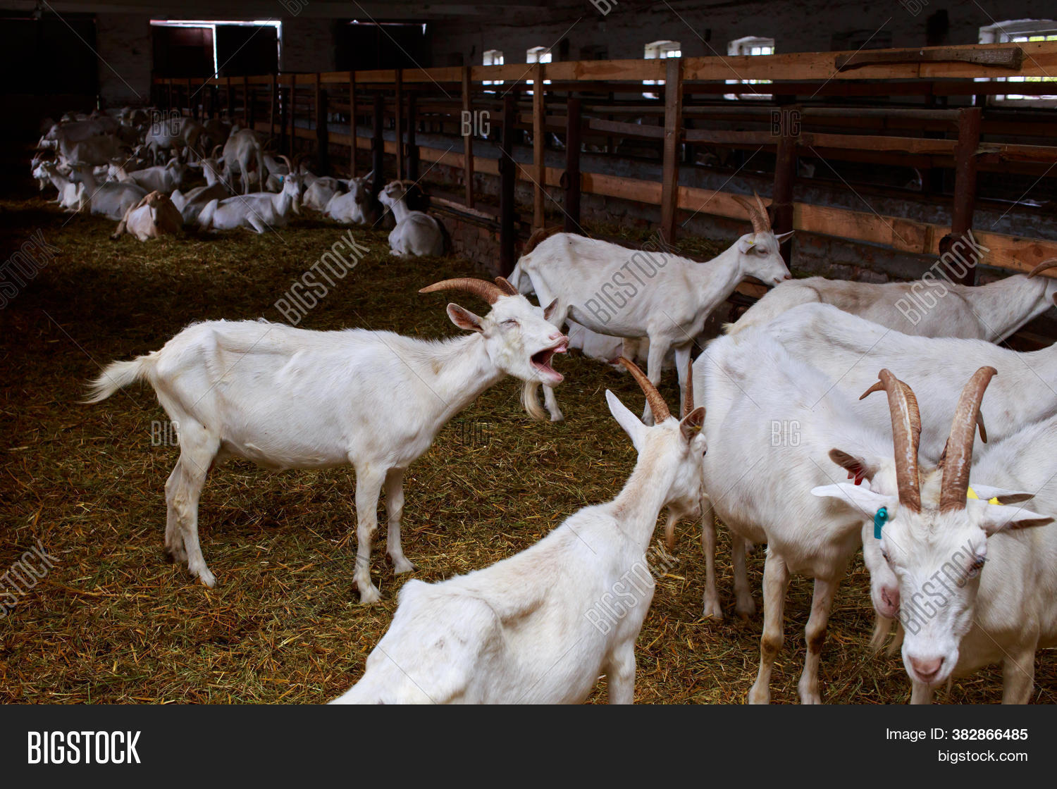 Many Goats On Organic Image & Photo (Free Trial) Bigstock