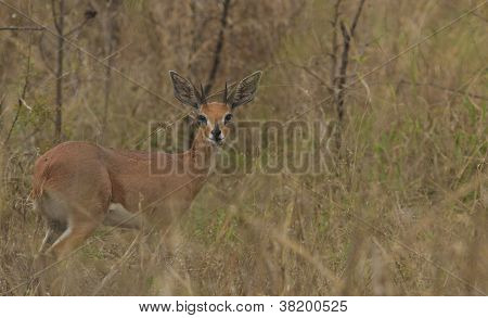 Steinbuck antílope