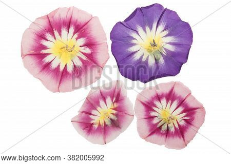 Pressed And Dried Delicate Transparent Bindweed Flowers Isolated On A White Background. For Use In S