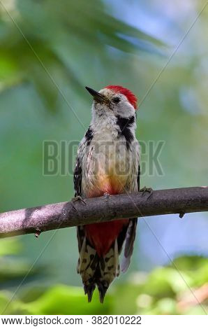 Middle Spotted Woodpecker (Dendrocopos medius) in natural habitat