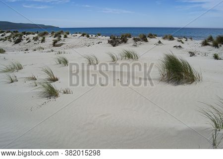 View Of The Arenas Biancas Beach And His Dunes, Teulada, Sulcis