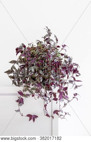Bushy Wandering Jew, Tradescantia Zebrina, Houseplant On A Clean White Background, Copy Space
