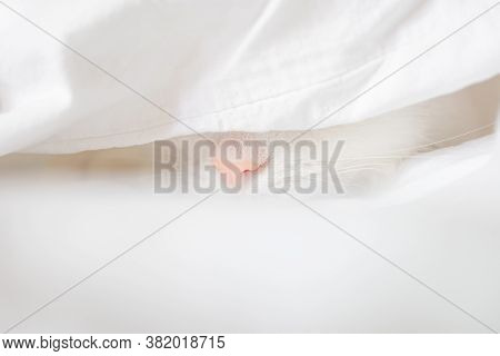 White Cute Cat Sleeps In A Sheet. Only The Nose Is Visible. The Concept Of Pets, Comfort, Cleanlines