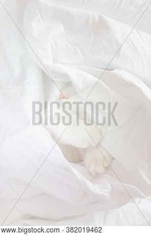 White Cute Cat Sleeps In A Sheet. Only The Nose And Paws Are Visible. The Concept Of Pets, Comfort, 