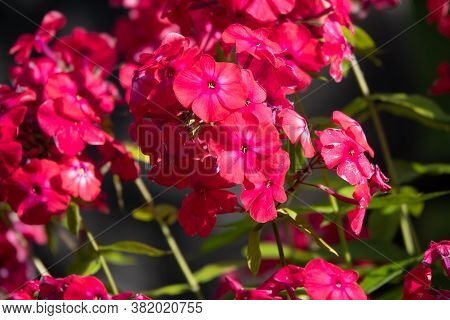 Phlox Paniculata, Fall Phlox, Garden Phlox Perennial Phlox