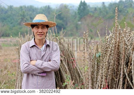 Male Farmer Standing And Hugging Chest Beside The Stack Of  Tapioca Limb In The Cassava Farm.
