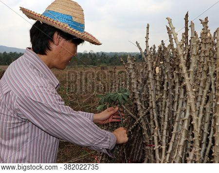 Male Farmer Catching  Leaf Stalk Of Tapioca Plant With Tapioca Limb That Cut The Stack Together In T