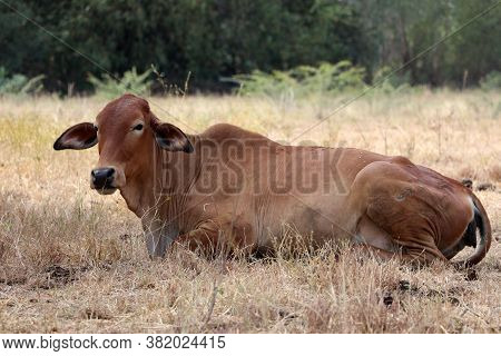 A Brown Color Of Cow Laying Down In The Grassland.