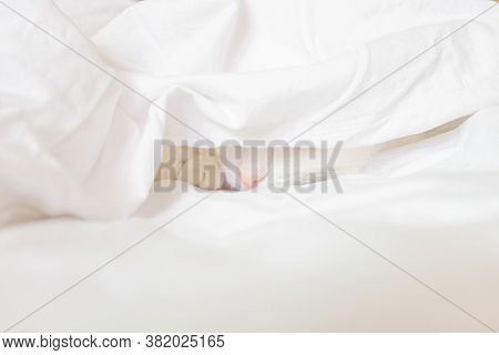White Cute Cat Sleeps In A Sheet. Only The Nose Is Visible. The Concept Of Pets, Comfort, Cleanlines