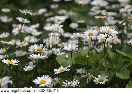 Beautiful Daisies. Nature Floral Background. Shallow Focus.
