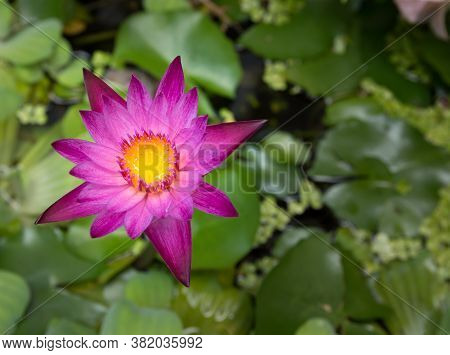Purple Lotus Flower And Beautiful Yellow Pollen
