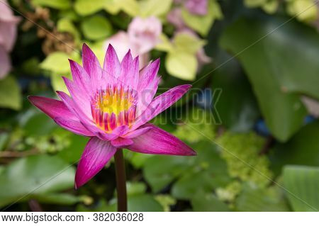 Purple Lotus Flower With Yellow Pollen Is Beautifully Blooming