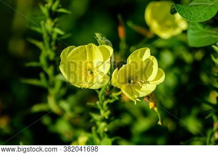 Many Vivid Yellow Flowers And Green Leaves Of Oenothera Plant, Commonly Known As Evening Primrose, S