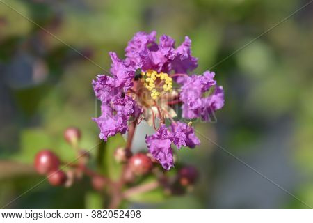 Pink Crepe Myrtle - Latin Name - Lagerstroemia Indica