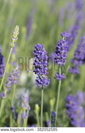 English Lavender Hidcote - Latin Name - Lavandula Angustifolia Hidcote