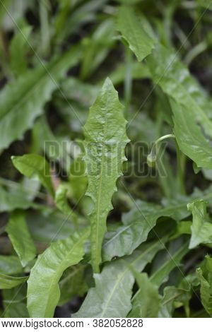 Bulbous Dandelion Leaves - Latin Name - Leontodon Tuberosus
