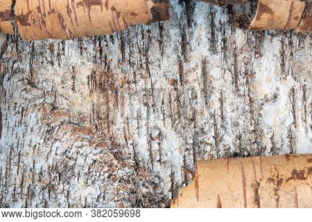 A Close Look At Birch Bark Taken From A Tree. There Are Wrapped Edges Of The Birch Bark Canvas, The 