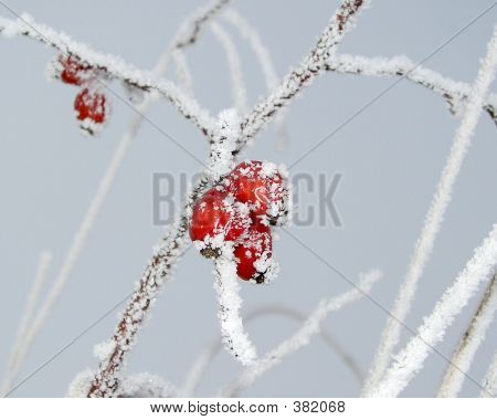 Iceberry
