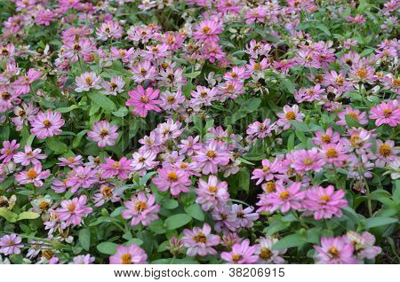 Oblast Gerbera