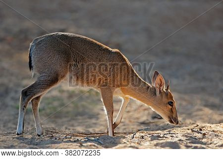 Feeding common duiker antelope (Sylvicapra grimmia), Kruger National Park, South Africa