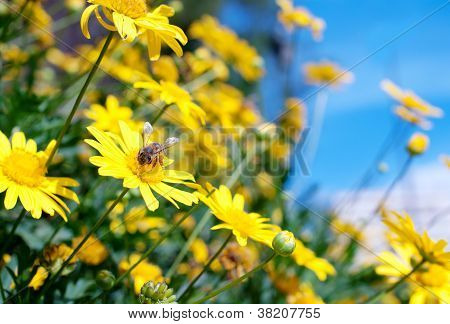 bee on daisy flower