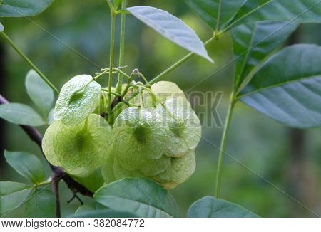 Ripening Seeds Of Ptelea Trifoliata Tree, Hop Tree, Wafer Ash, Stinking Ash On A Branch, Macro Photo